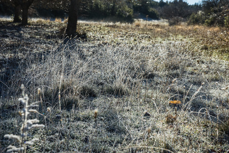 Frost on the grass in the early morning near Stimfalia lake, Peloponnese, Greeceの写真素材