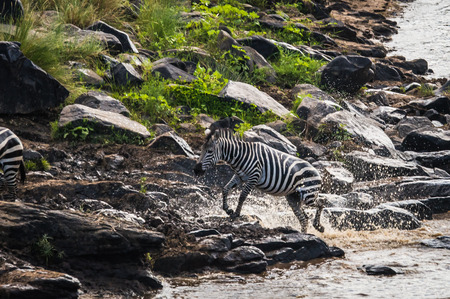 Zebras and wildebeest during migration from Serengeti to Masai Mara in Kenyaの写真素材