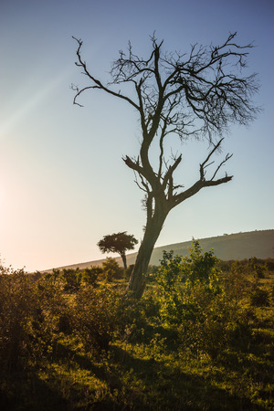 African landscape with a tree  Kenya in Masai Maraの写真素材