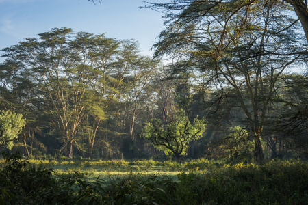 Scenic african landscape in morning fog near lake Nakuruの写真素材