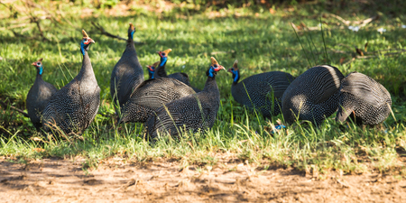 Image of big black bird with red head and blue neck in Masai Mara, Kenyaの写真素材