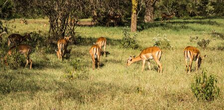 Image of african antelopes  impala in Masai Mara in Kenyaの写真素材