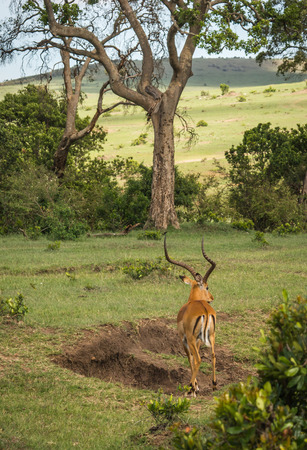 Image of african antelopes  impala in Masai Mara in Kenyaの写真素材