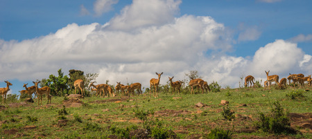 Image of african antelopes  impala in Masai Mara in Kenyaの写真素材