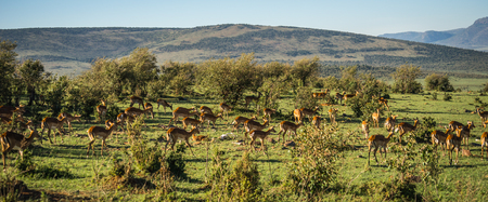 Image of african antelopes  impala in Masai Mara in Kenyaの写真素材