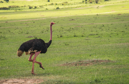 Image of Big African Ostrich in Masai Mara in Kenyaの写真素材