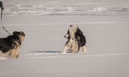 Dog Husky playing on a snow field in winter in the Yaroslavl region in Russiaの写真素材
