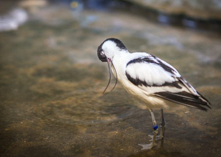 Image of black and white avocet frolicking in the pondの写真素材