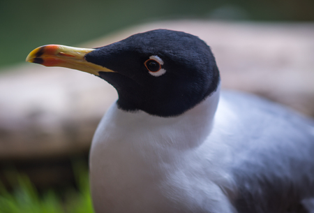 Image of white-gray seagull with a black head in a natural habitatの写真素材