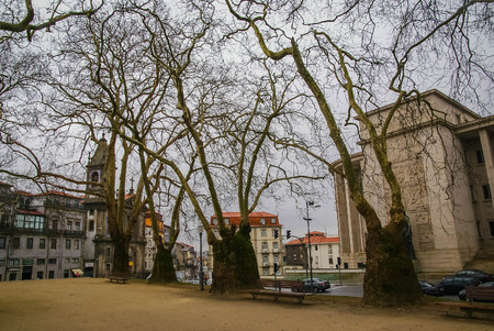 Picturesque landscape with strange trees in Porto in Portugalの写真素材