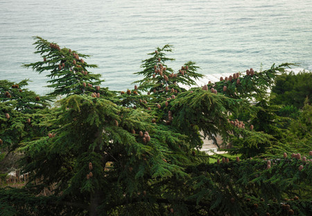 Image of green plants in Aivazovsky Park in Crimea, Russia