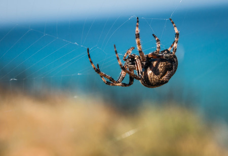 Image of big spider on its web against blue skyの写真素材