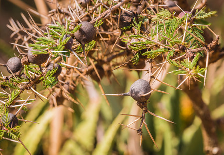 Image of bushes with large spines and round brown fruits in which ants inhabit  in African bush, Kenyaの写真素材