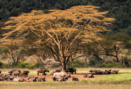 Image of white rhino and other animals grazing in a shroud near Lake Nakuru in Kenya in Africa (selective focus)の写真素材