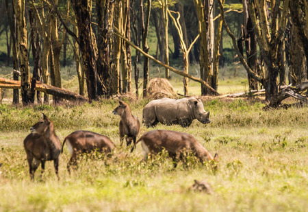 Image of white rhino and other animals grazing in a shroud near Lake Nakuru in Kenya in Africa (selective focus)の写真素材