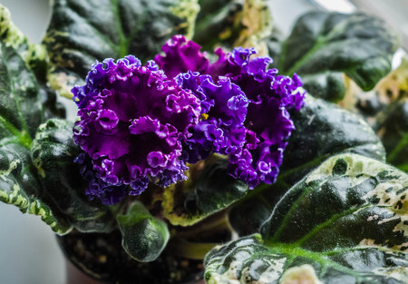 Image of breeding terry purple violet Quasar