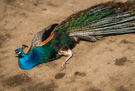 Image of bright beautiful peacock with pink, green and orange feathers in tailの写真素材