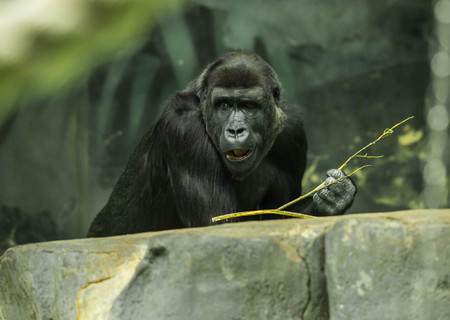 Portrait of a huge black gorilla sitting on a big stone