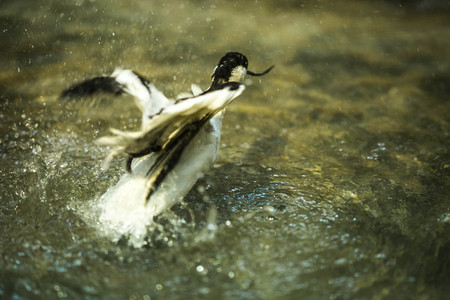 Image of black and white avocet frolicking in the pondの写真素材