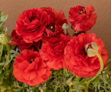Lushly blooming red asian buttercups (ranunculus) in pots on the balconyの写真素材