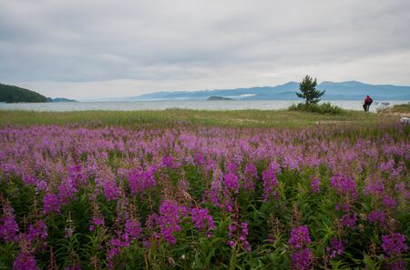Image of Field of fireweed at Lake Baikal, Russiaの写真素材