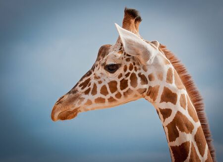 Close up portrait of a large red spotted giraffe on a blue backgroundの写真素材