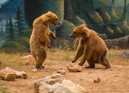 Image of two playing brown teddy bearsの写真素材