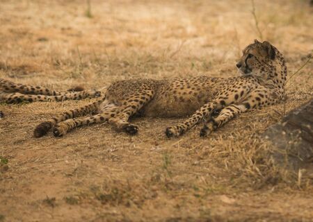 Image of african cheetahs in Masai Mara park in Kenyaの写真素材