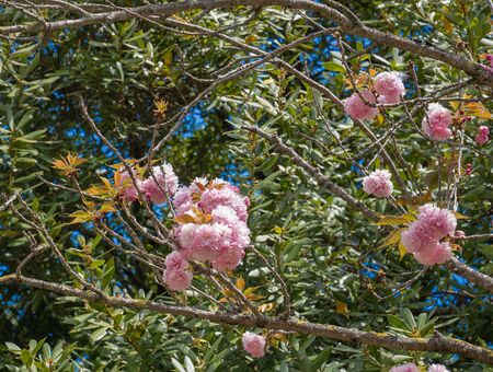 Image of blooming Japanese cherry trees in spring in Rome, Italyの写真素材