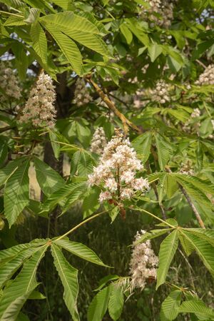 Image of blooming chestnut trees on the streets of Rome in Italyの写真素材