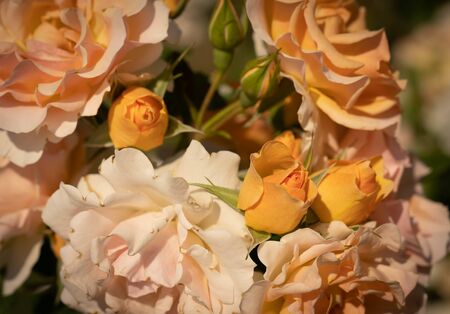 Image of beautiful blooming yellow roses in a rosary in Rome, Italyの写真素材