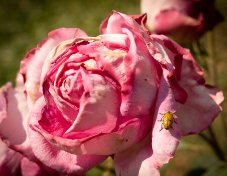 Image of beautiful blooming pink roses in a rosary in Rome, Italyの写真素材