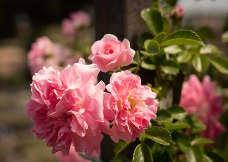 Image of beautiful blooming pink roses in a rosary in Rome, Italyの写真素材