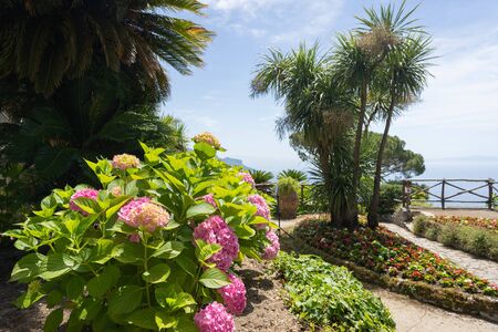 Image of multi-colored bushes of lush flowering hydrangea - hortensia flowers, Amalfi Coast, Italyの写真素材
