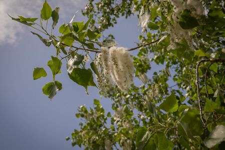 Image of poplar fluff in the parks of Rome, Italyの写真素材