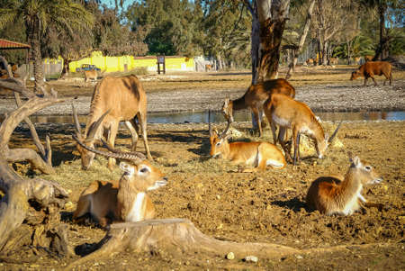 Image of deer lying on the lawn