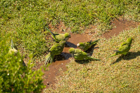 Image of green parrots swimming in a puddle and walking on green grass, Rome, Italy