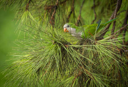 Green parrot of medium size on a coniferous branch of a roman pigna in Italyの写真素材