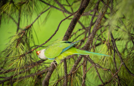 Green parrot of medium size on a coniferous branch of a roman pigna in Italy