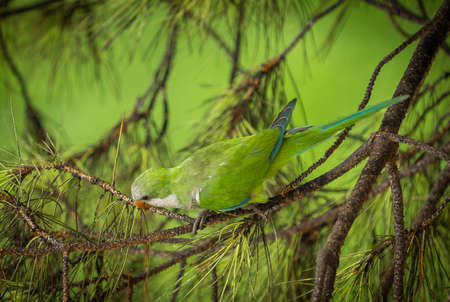 Green parrot of medium size on a coniferous branch of a roman pigna in Italyの写真素材