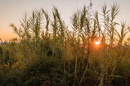 Image of tall grass against backdrop of sun at sunset in province of Latina in Italyの写真素材