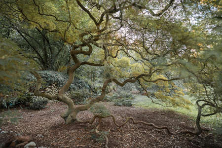 Image of ttree with a curved, forked japanese-style trunk in the Nymph Gardens in the Latina...