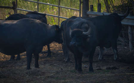 Image of large black buffalo on the field, Bufalara, Italyの写真素材