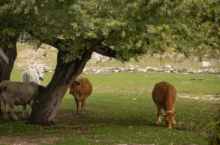Image of red and white cows on a pasture in the Abruzzo mountains, Italy (selective focus)の写真素材