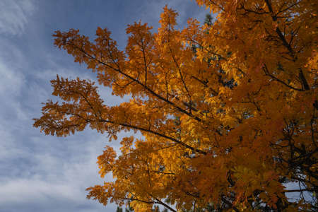 Bright colors In midst of autumn in Abruzzo mountains in Italy
