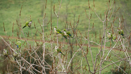 Green parrots of medium size on a bare branch of a winter tree in Italy