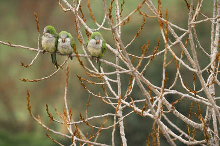 Green parrots of medium size on a bare branch of a winter tree in Italy