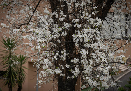 White and pink flowers of fruit trees in Rome in Italy