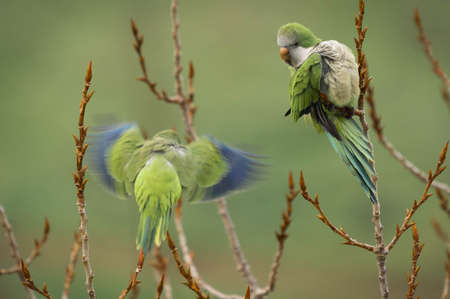 Green parrots of medium size on a bare branch of a winter tree in Italyの写真素材