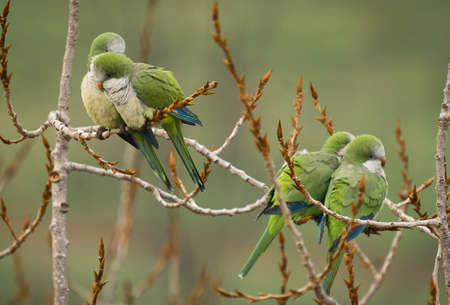 Green parrots of medium size on a bare branch of a winter tree in Italy